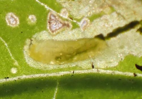 Liriomyza eupatorii